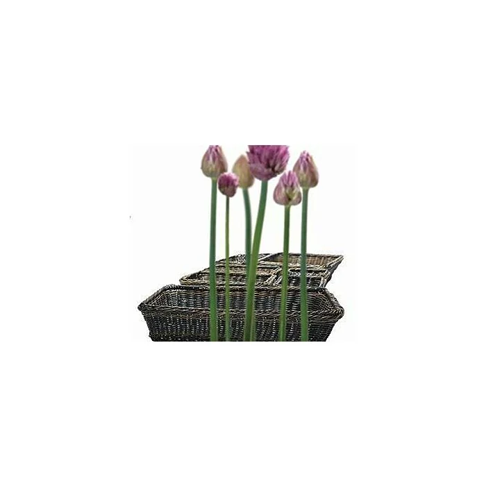 APS GN 1/1 Korb                   